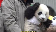 四川遍地是熊猫实锤了！
