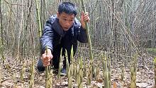 福建老板大量收购野笋，今天算是拔过瘾了，2小时收获一大堆