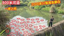 大叔800米河道养16000只草尾鱼，一夜之间翻车2000多只，怎么回事