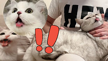 学会这招，让你猫咪的舌头不受控制