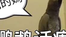 #好可爱 #宠物搞笑 #搞笑萌宠 #说话鹦鹉 #萌宠成长记