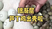 银渐层芦丁鸡和瓦灰礼服都出壳啦#人工孵化 #芦丁鸡 #孵小鸡
