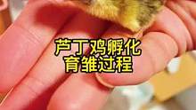 #人工孵化 #芦丁鸡 #育雏 简单的孵化育雏过程，小伙伴们有什么不懂的欢迎留言♥️