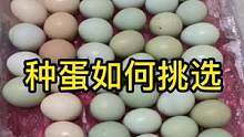 《泡沫箱孵化小鸡教程（二）—种蛋挑选》，孵化是一门神奇的体验课，大家平常是怎么挑选受精种蛋的呢，又见