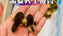 #人工孵化 #芦丁鸡 #神奇动物在抖音 #萌宠 #孵蛋 孵化芦丁鸡什么情况需要人工破壳，啄壳时间太久