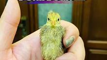 #芦丁鸡 #人工孵化 #孵蛋 #萌宠 #神奇动物在抖音 小鸡出壳失败的原因
