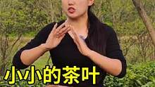 河南信阳毛尖价值成千上万，小小的茶叶，到底是怎么做成的？ #我的乡村生活 #茶 #茶生活 #茶叶