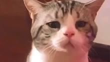 猫：你好，白嫖党