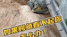 被鳄鱼看不起，你该怎么办？#鳄鱼养殖 