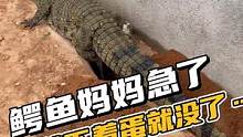 我们能做的，就是让更多鳄鱼宝宝顺利出生！#鳄鱼养殖 #鳄珍 