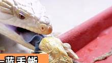 鳄鱼的小弟是个重口味！爱吃毛蛋的蓝舌蜥蜴 #爬宠 #奇妙的动物 #萌宠 #蜥蜴 #蓝舌石龙子 #北部