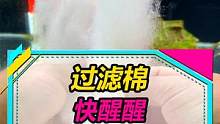 过滤棉，快醒醒！#养鱼日记  