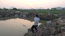 刚放的鱼苗被鲶鱼偷吃，小明用鸡肝做诱饵半小时连甩3条，厉害了