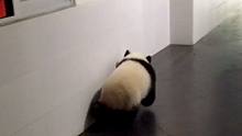 你一定就是全网最不想回家的熊猫宝宝吧！