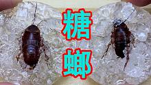 不！这绝对不是蟑螂，而是“糖螂”！