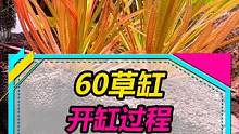 适合新手的60水草缸，开缸全过程~#水草缸 #水族 #玻璃缸中的大自然 