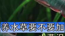 养水草到底要不要加水草泥，没有水草泥能种水草吗，我觉得要看你想把水草种成什么样的，你的水草用泥了吗？