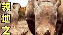 犀牛惨烈的领地之战，招招都在下黑手，血战到底，一头犀牛战死！ #犀牛 #动物世界 