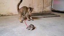 现实版猫捉老鼠大戏,你绝对没见过!
