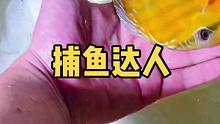 如果把这缸鱼摆摊让人捞，你觉得怎样收费标准呢？#观赏鱼 #七彩神仙鱼 #热带鱼 #水族爱好者 #野彩