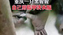 #黑猩猩剪指甲#黑猩猩洗衣服#猩猩太聪明了 #黑猩猩
