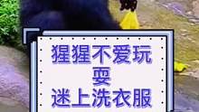 #黑猩猩洗衣服#黑猩猩#黑猩猩洗衣#猩猩太聪明了 #猩猩洗衣服