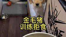 金毛猪，训练拒食#萌宠出道计划 #vlog十亿流量扶持计划 #萌宠日常记录 #毛孩子的日常 #开着房