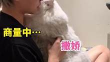 其实小猫咪也会暗自争宠的～