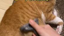 绝绝子的梳毛神器，不好用我把猫赔你！  