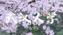 武汉大学春日的小美好。#武汉大学#武大
