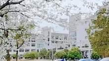 只想带你看尽这校园春色#浙江科技学院 #校园 #樱花 #慢下来看世界 #日常vlog #手机摄影