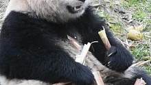 #熊猫 包包：吃嘛嘛香～#奶爸带你看熊猫 