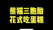 三胞胎熊猫对面生日蛋糕居然完全不！一！样！所以你是哪个？#大熊猫 #动物图鉴 #萌宠出道计划