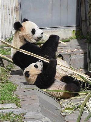 #熊猫 有样学样 我们吃着吃着，诶，熊就胖了，哈#奶爸带你看熊猫  #走着走着花就开了 