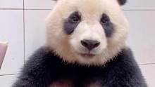 熊猫宝宝吃竹子看得流口水#国宝不愧是国宝 #爱护大自然保护野生动物 #大熊猫