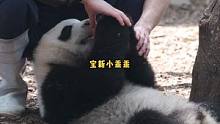 宝新小朋友好乖乖啊#熊貓 #大熊貓 