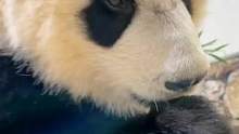 我有小苹果吃，你没有嘿嘿！#萌宠出道计划 #大熊猫 #奇妙的动物 #野生动物零距离 