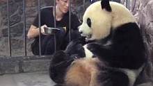 谁还不是个宝贝了，不加蜂蜜这事儿没得谈！#大熊猫 #动物图鉴 
