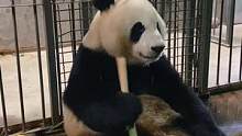 我们还是吃吧～#大熊猫 #国宝大熊猫 #大熊猫 #萌萌的小可爱 #大熊猫萌玉 #大熊猫萌宝