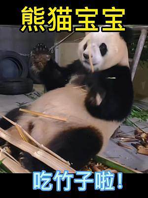 熊猫宝宝改吃竹子啦！#国宝大熊猫 #奇妙的动物 #动物园 #动物世界 #国宝不愧是国宝
