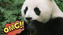 #创作灵感 没有点实力，你们真以为我是猫，只会卖萌了？#热门 #有趣的动物#萌知计划 #大熊猫