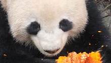 特殊食谱 #你不知道的大熊猫 
