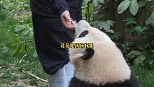 花花吃药药的样子好乖#熊貓 #大熊貓 
