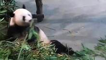 #熊猫 #国宝不愧是国宝 是谁用竹筐吓我的