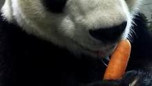 还用胡萝卜抹一下鼻子是什么意思？#大熊猫 #熊猫 #国宝大熊猫 #神奇动物 