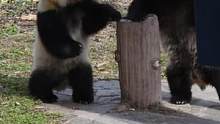 #熊猫 身边有个幼稚奶爸是什么体验 #奶爸带你看熊猫 