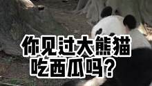 见过大熊猫吃西瓜吗？#动物图鉴 #大熊猫 #七夕我想对你说