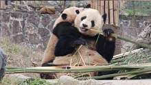 惊爆，青城山一哥童年影像意外流出！#大熊猫 #大熊猫蔓越煤 #可爱 #童年黑历史 