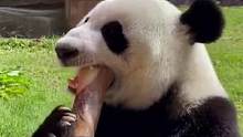 熊猫宝宝吃笋笋啦，吃这么香没见过？#爱护大自然保护野生动物 #动物园 #国宝大熊猫 #可爱 #保护动