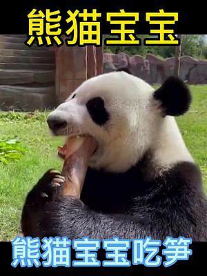 熊猫宝宝吃笋笋啦，吃这么香没见过？#爱护大自然保护野生动物 #动物园 #国宝大熊猫 #可爱 #保护动